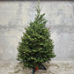 Christmas Tree: Fraser Fir Hybrid - Fresh Cut Tree