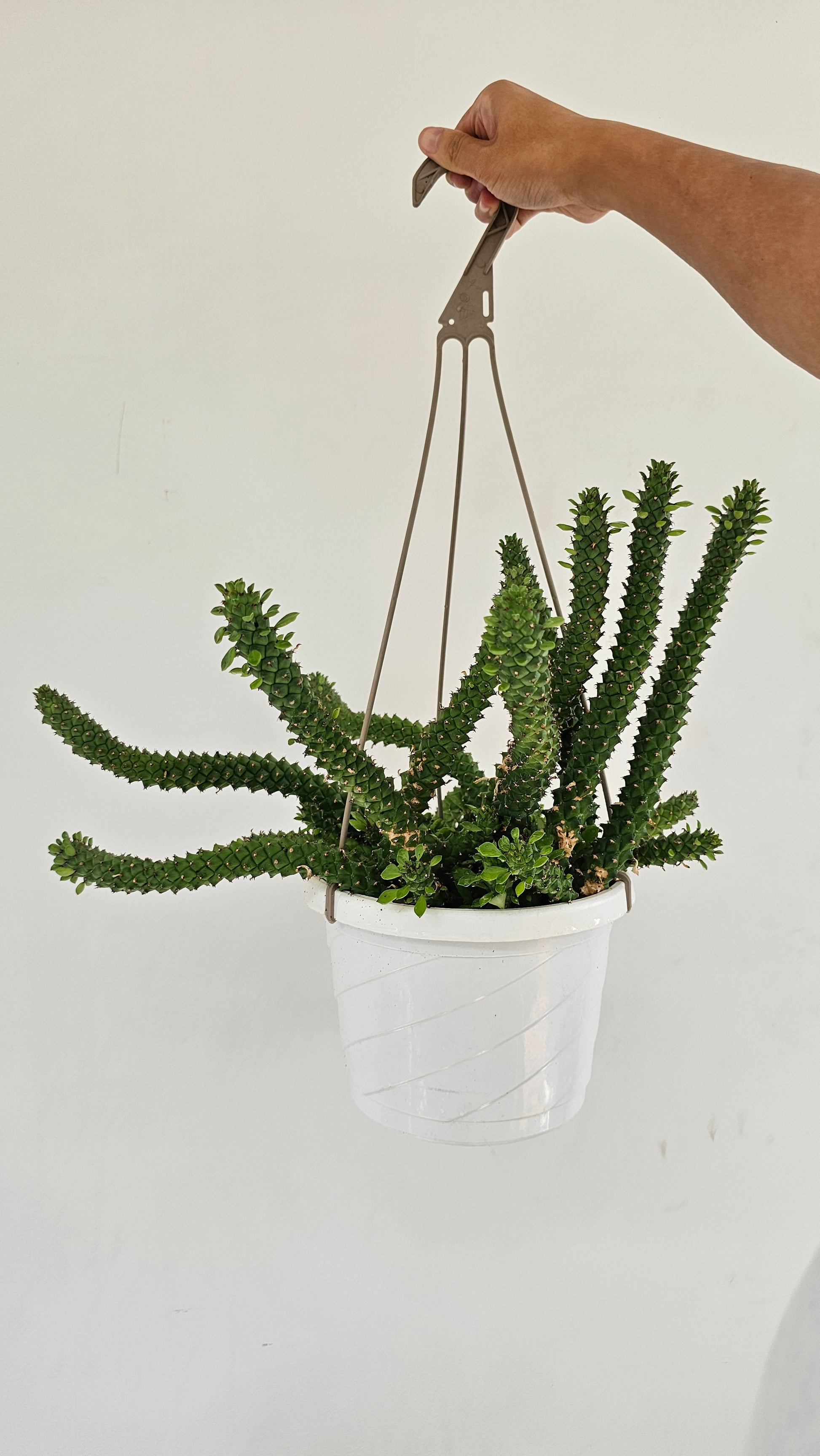 euphorbia hanging plant Masai Spurge: Euphorbia Guentheri - 8" Pot