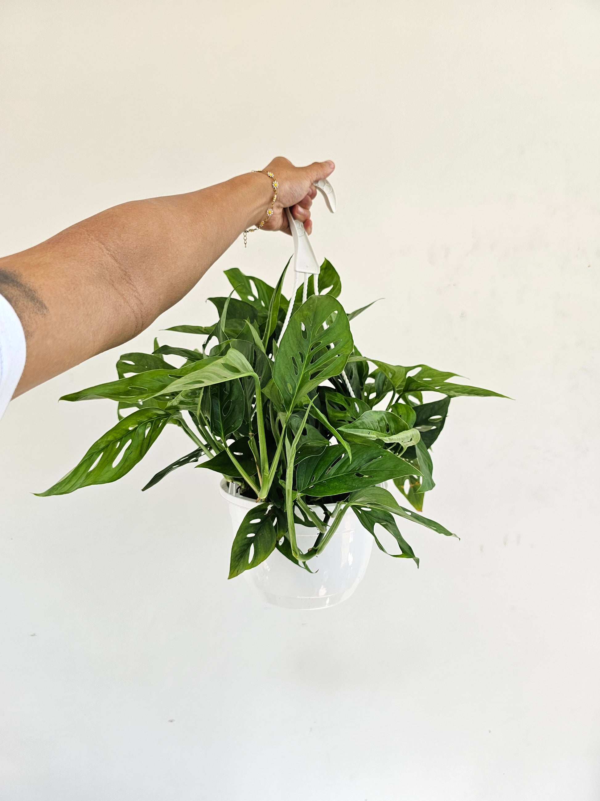 Swiss Cheese Vine (Monstera adansonii) in a 8 inch pot. Indoor plant for sale by Promise Supply for delivery and pickup in Toronto