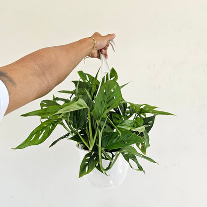 Swiss Cheese Vine (Monstera adansonii) in a 8 inch pot. Indoor plant for sale by Promise Supply for delivery and pickup in Toronto