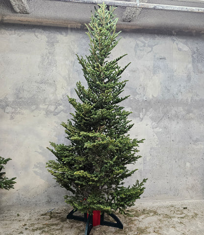 Christmas Tree: Fraser Fir Hybrid - Fresh Cut Tree