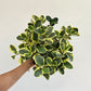 Variegated Yellow Baby Rubber Plant (Peperomia obtusifolia) in a 8 inch pot. Indoor plant for sale by Promise Supply for delivery and pickup in Toronto