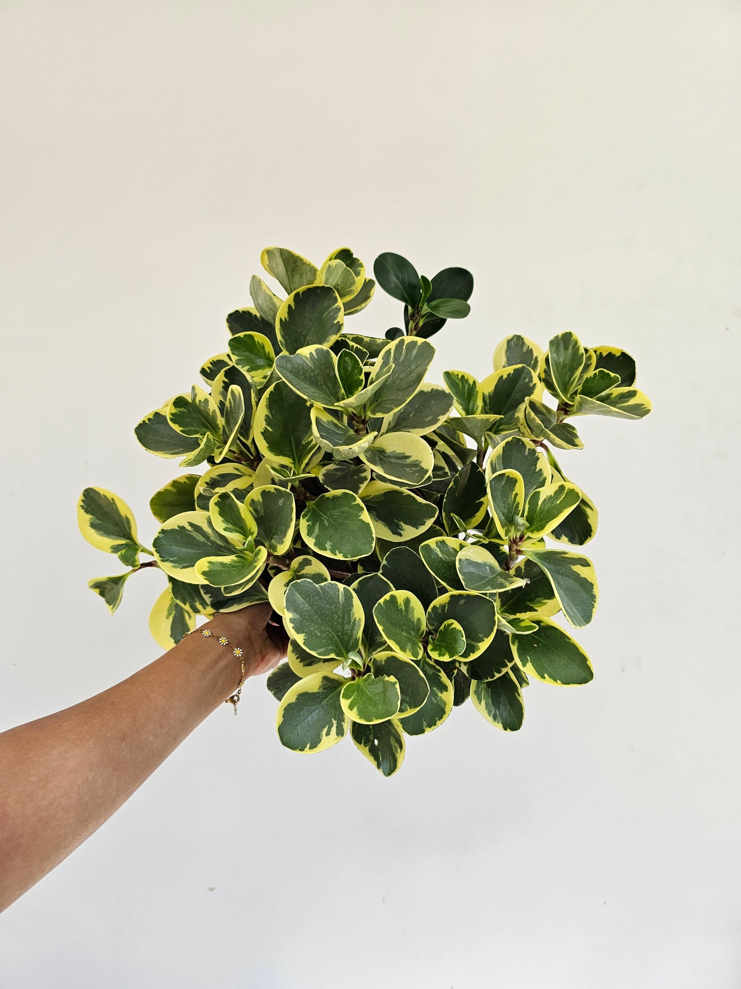 Variegated Yellow Baby Rubber Plant (Peperomia obtusifolia) in a 8 inch pot. Indoor plant for sale by Promise Supply for delivery and pickup in Toronto