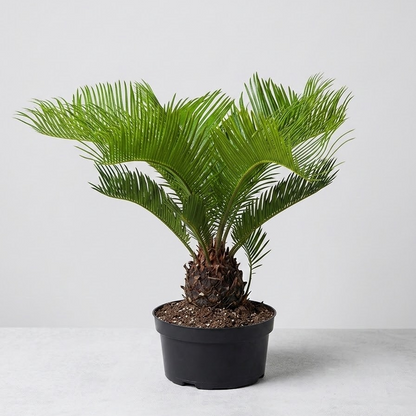 Sago Palm: Cycas revoluta - 8 inch pot