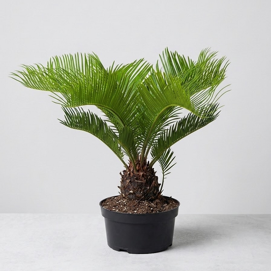 Sago Palm: Cycas revoluta - 8 inch pot