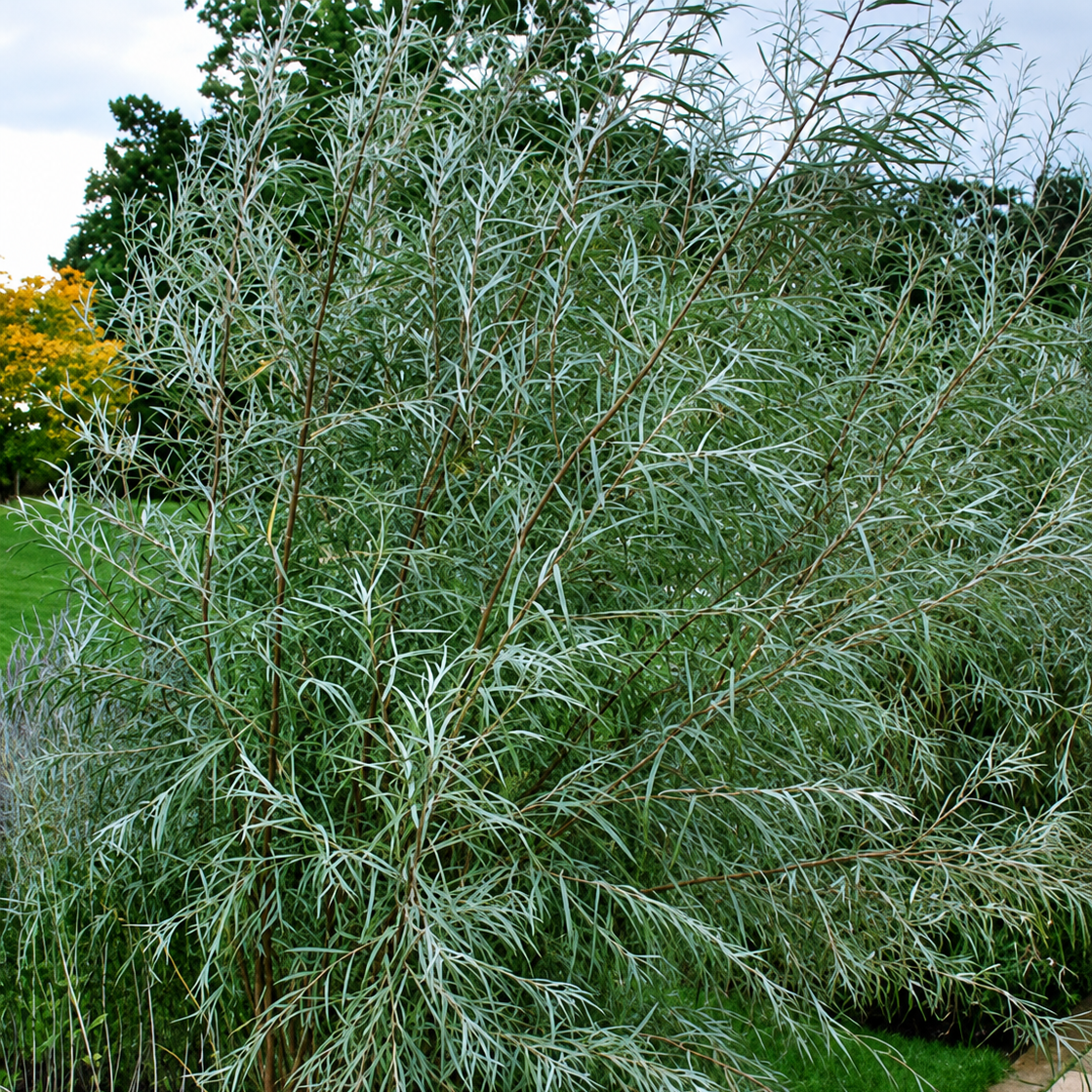 Coyote Willow: Salix exigua - 2GAL