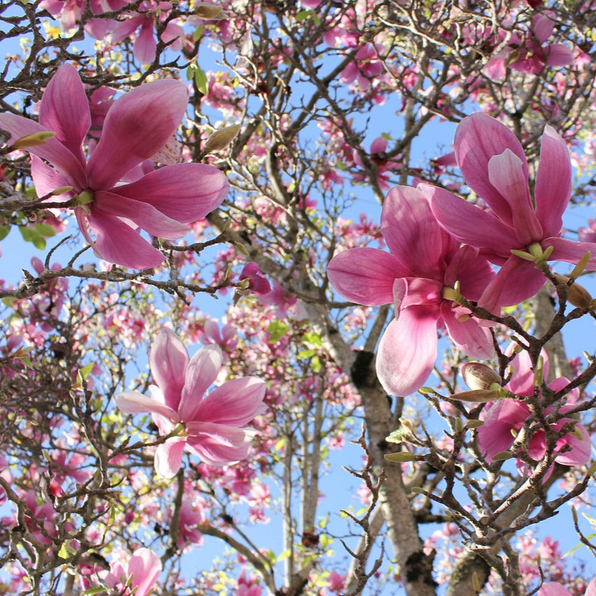 Saucer Magnolia: Magnolia x soulangeana