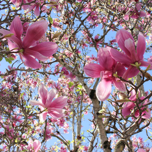 Saucer Magnolia: Magnolia x soulangeana