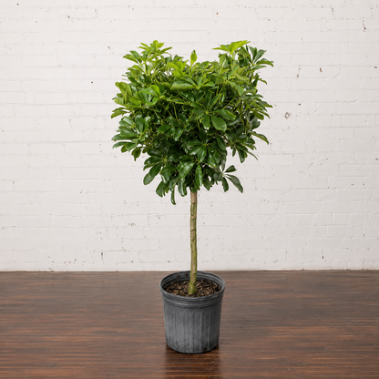 Dwarf Umbrella Tree: Schefflera arboricola - 10 inch pot - 4-4.5 foot tall