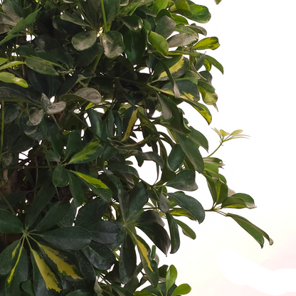 Braided Variegated Umbrella Tree: Schefflera arboricola 'Capella' - 14 inch pot