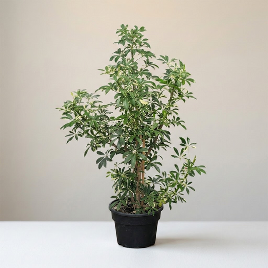 Variegated Dwarf Umbrella Bush: Schefflera arboricola 'Capella' - 12 inch pot - 3 foot tall