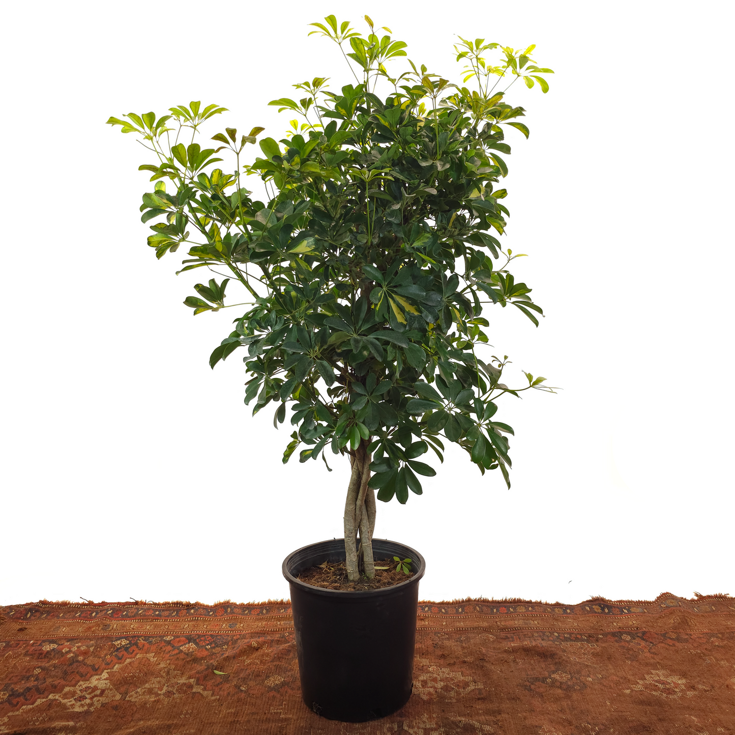 Braided Variegated Umbrella Tree: Schefflera arboricola 'Capella' - 14 inch pot