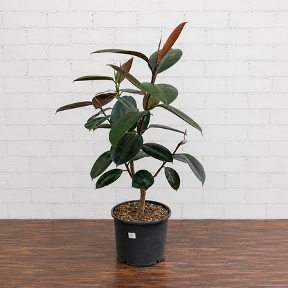 Burgundy Rubber Tree: Ficus elastica - 10 inch pot - 3-5 foot tall