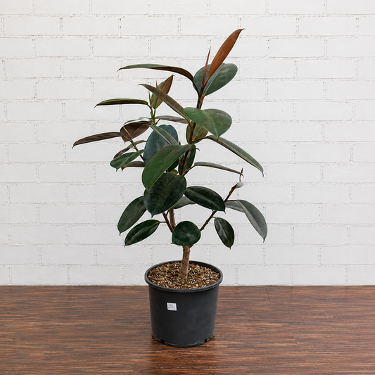 Burgundy Rubber Tree: Ficus elastica - 10 inch pot - 3-5 foot tall
