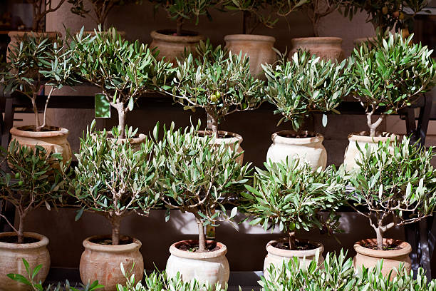 A collection of small olive trees planted in terracotta pots