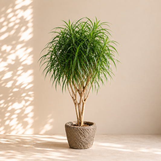 Round Vintage Stone Planter with Drainage | 16-18 inches