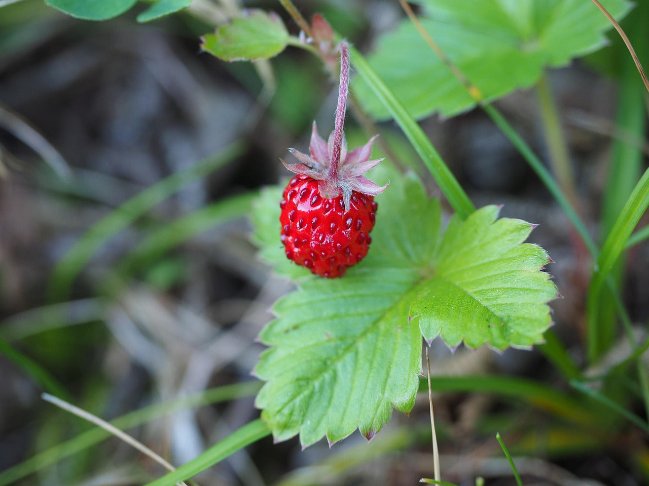 Wild Strawberry: Fragaria virginiana - 9CM Pot – Promise Supply