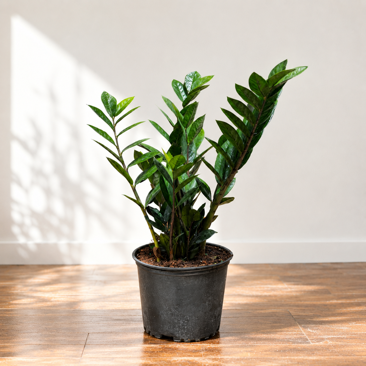Supernova ZZ Plant: Zamioculcas zamiifolia - 8 inch pot