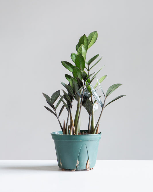 Supernova ZZ Plant: Zamioculcas zamiifolia - 6 inch pot — indoor plant — indoor plant for sale by Promise Supply for delivery and pickup in Toronto.
