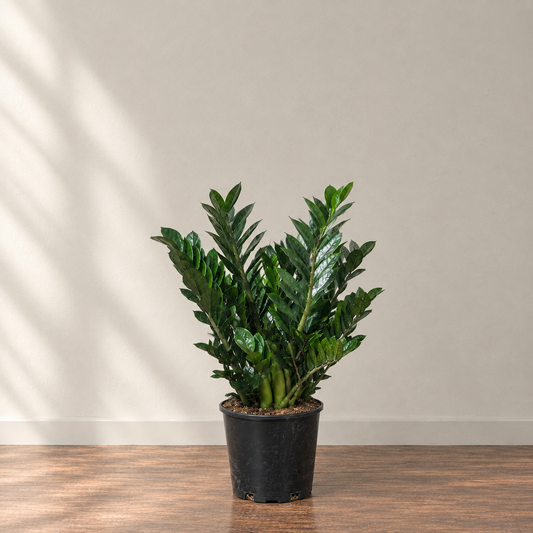 Supernova ZZ Plant: Zamioculcas zamiifolia - 10 inch pot