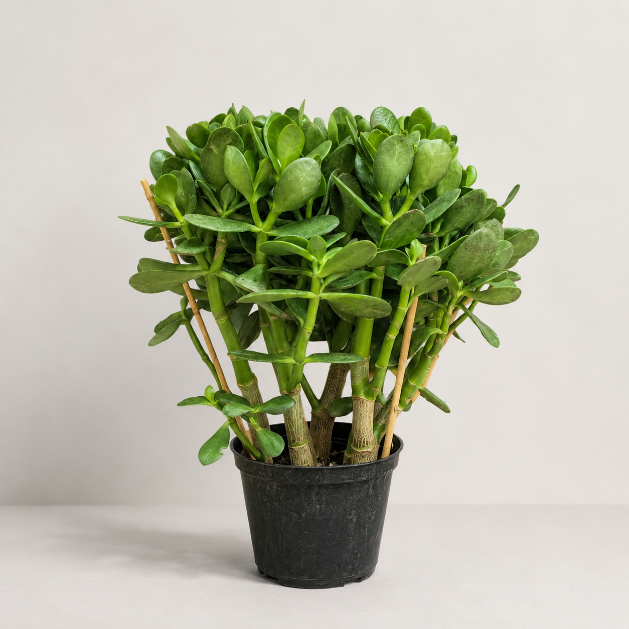 Jade Plant: Crassula ovata - 6 inch pot