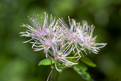 Meadow Rue: Thalictrum ichangense 'Evening Star' - 1GAL Pot