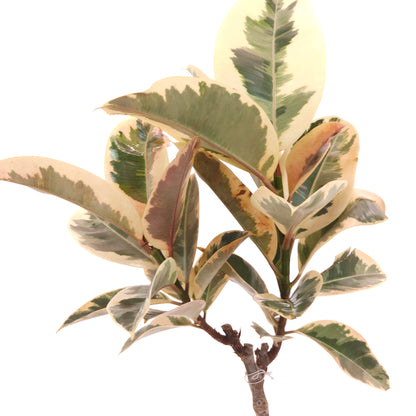 Tineke Rubber Tree: Ficus elastica - 8 inch pot - 2.5 foot tall
