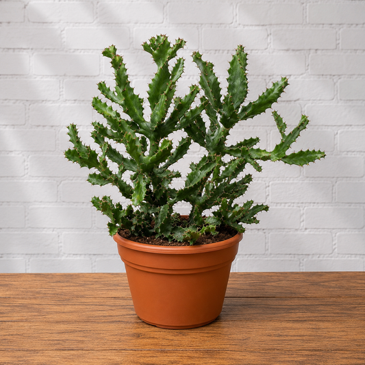 Twisted Spurge: Euphorbia tortilis - 14 inch pot - 2.5-3 foot tall