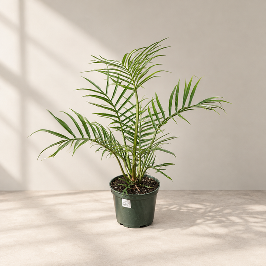 Tortum: Philodendron bipinattifidum - 6 inch pot