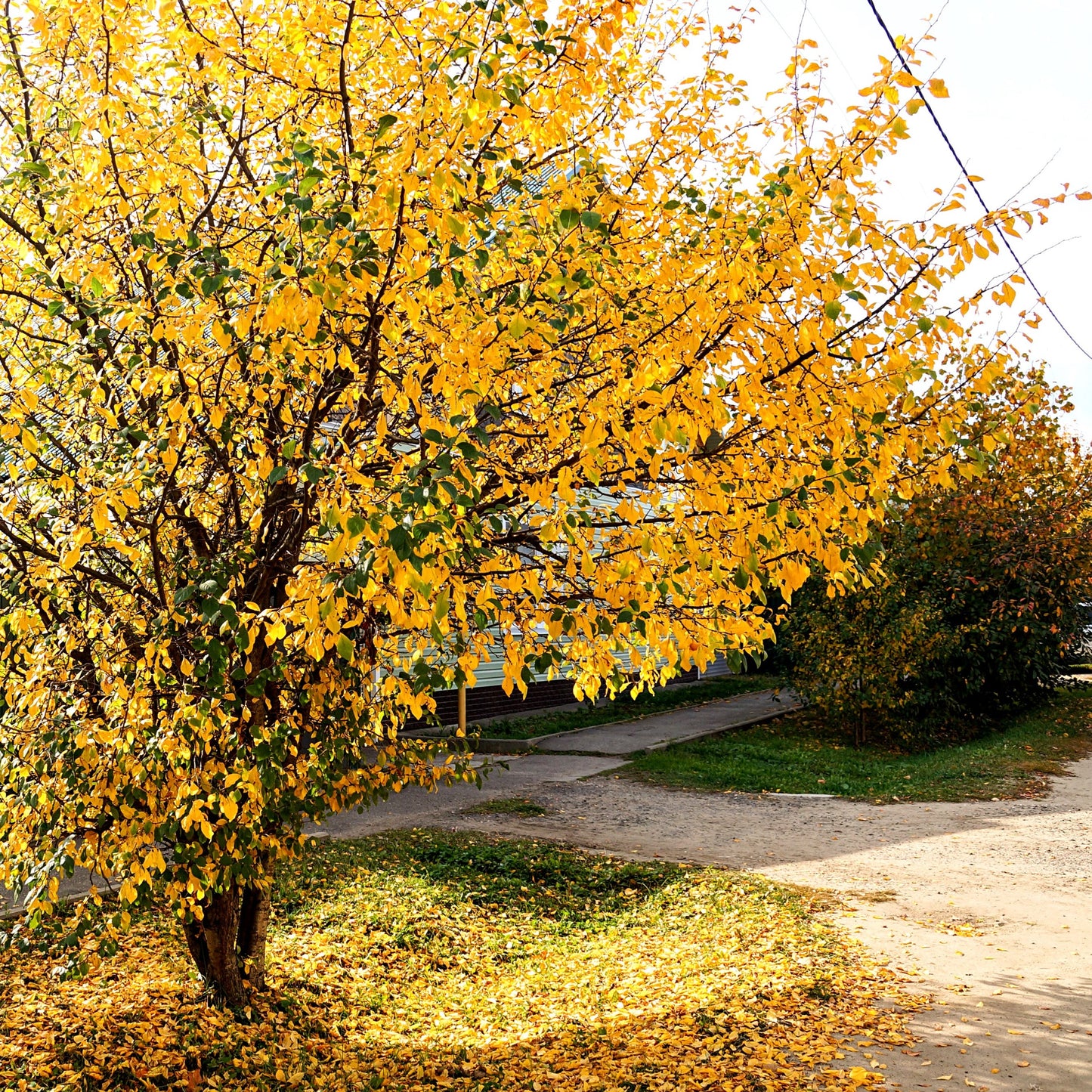 Maidenhair Tree: Ginkgo biloba