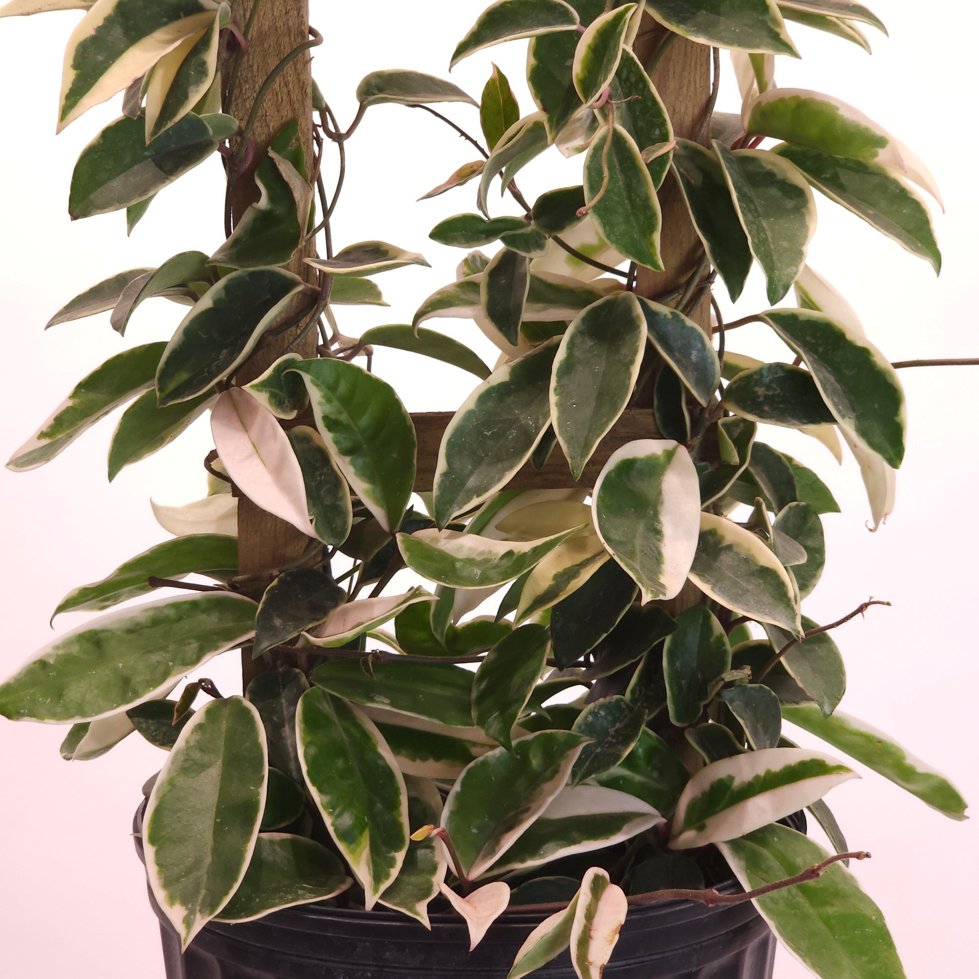 Krimson Queen Wax Plant Trellis: Hoya carnosa - 10 inch pot - 2.5-3.5 foot tall — close-up of foliage — indoor plant for sale by Promise Supply for delivery and pickup in Toronto.