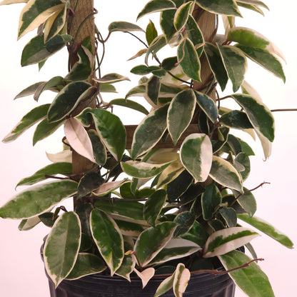 Krimson Queen Wax Plant Trellis: Hoya carnosa - 10 inch pot - 2.5-3.5 foot tall — close-up of foliage — indoor plant for sale by Promise Supply for delivery and pickup in Toronto.