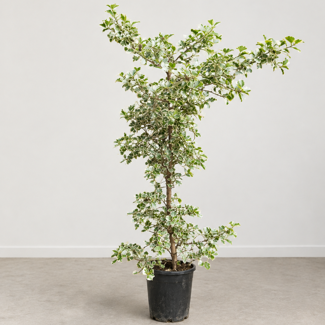Variegated Natal Fig Column: Ficus triangularis - 10 inch pot - 4.5-5 foot tall