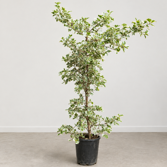 Variegated Natal Fig Column: Ficus triangularis - 10 inch pot - 4.5-5 foot tall