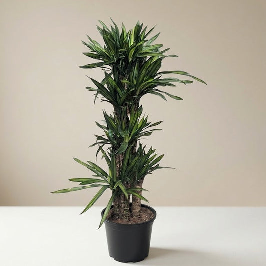 Rikki Column Cane: Dracaena fragrans - 10 inch pot - 4.5-5 foot tall