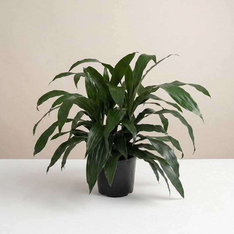 Janet Craig Bush: Dracaena fragrans - 10 inch pot - 2.5 foot tall