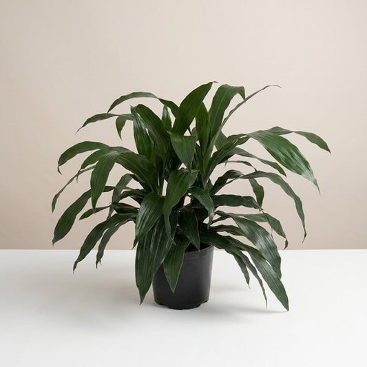 Janet Craig Bush: Dracaena fragrans - 8 inch pot - 2.5 foot tall
