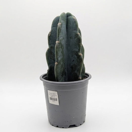 Cuddly Cactus: Cereus jamacaru - 4 inch pot