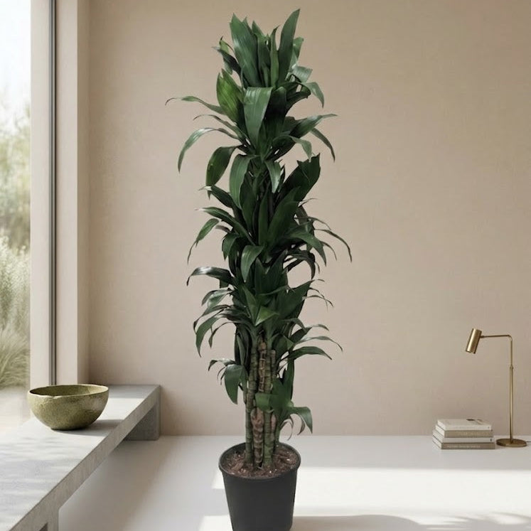 Janet Craig Column: Dracaena fragrans - 10 inch pot - 5-5.5 foot tall