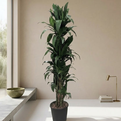 Janet Craig Column: Dracaena fragrans - 10 inch pot - 5-5.5 foot tall