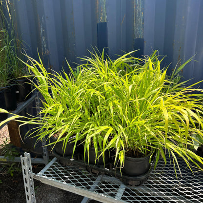 Golden Japanese Forest Grass: Hakonechloa macra - 1GAL Pot