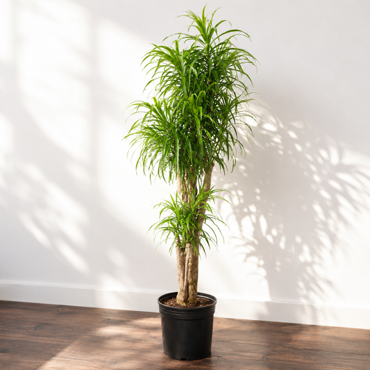 Variegated Medusa Stump: Dracaena reflexa 'Anita' - 12 inch pot - 6 foot tall