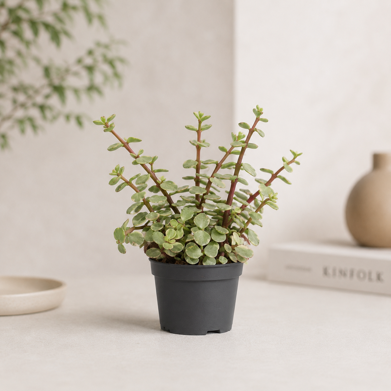 Variegated Elephant Bush: Portulacaria afra - 5 inch pot