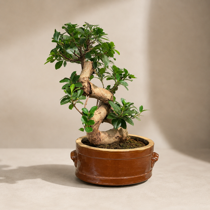 French Heritage Ceramic Planter | 9 inch Diameter