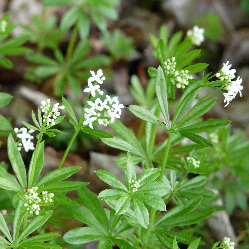 Sweet Woodruff: Galium odoratum - 10CM Pot