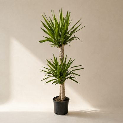 Yucca Staggered Cane: Yucca gigantea - 10 inch pot - 4-5 foot tall