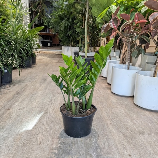ZZ Plant: Zamioculcas zamiifolia - 8 inch pot — indoor plant for sale by Promise Supply for delivery and pickup in Toronto.
