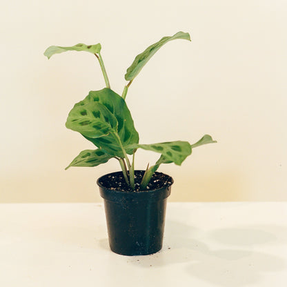 Rabbit Foot Prayer Plant (Maranta leuconeura) in a 4 inch pot. Indoor plant for sale by Promise Supply for delivery and pickup in Toronto
