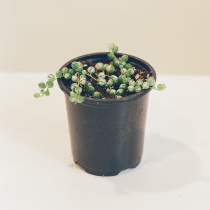 Variegated String of Pearls (Curio rowleyanus 'Variegata') in a 4 inch pot. Indoor plant for sale by Promise Supply for delivery and pickup in Toronto