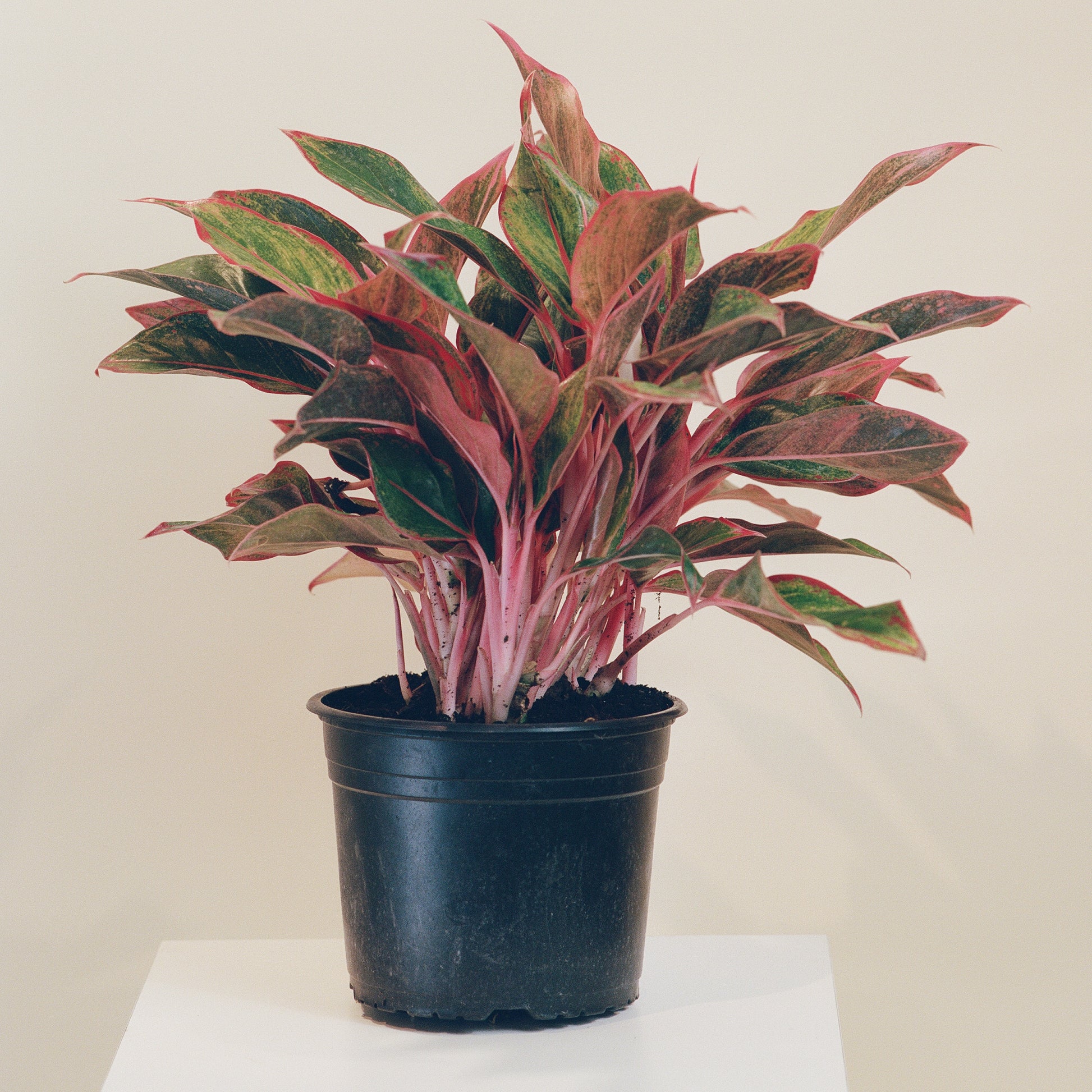 aglaonema golden lipstick Siam Red Gold Chinese Evergreen - 8" Pot
